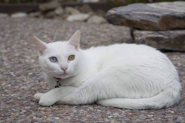 Image of Edelweiss, Lost Cat
