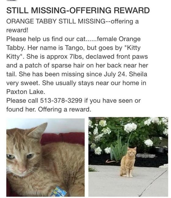 Image of Tango, Lost Cat