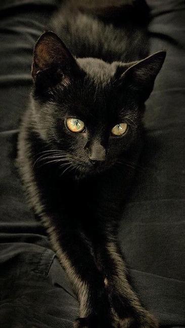 Image of RAVEN, Lost Cat