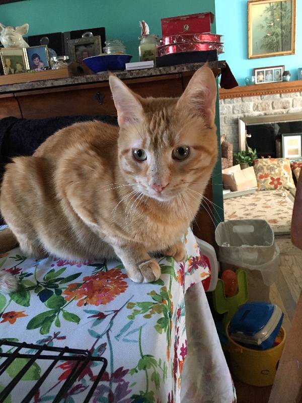 Image of Bubby, Lost Cat