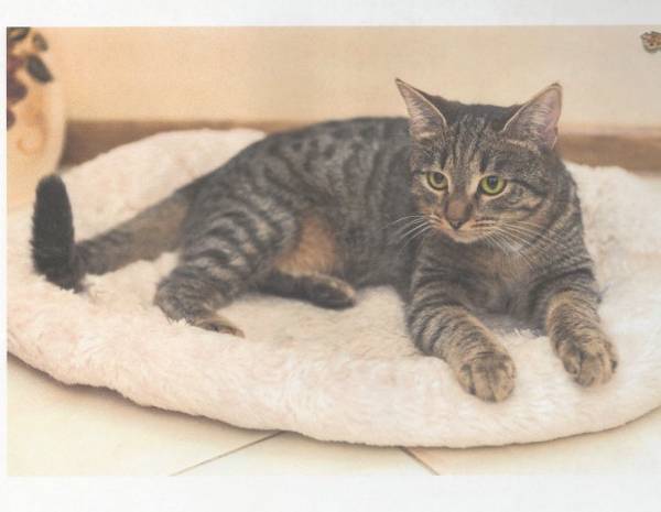Image of Mr. Snuggles, Lost Cat