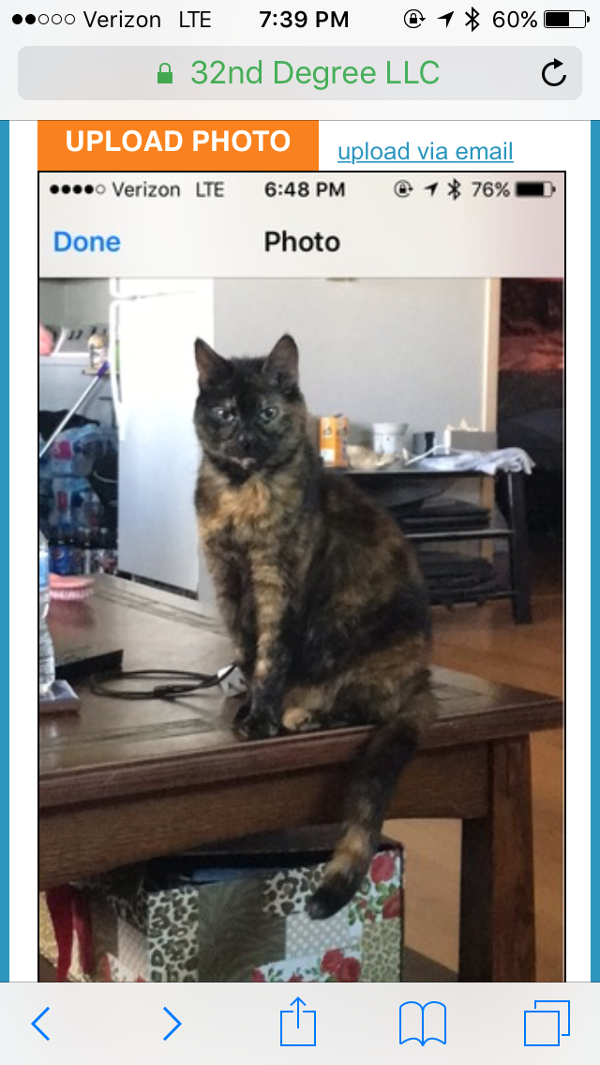 Image of Snickers, Lost Cat