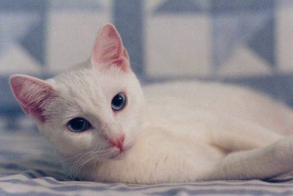Image of Whitey - SIMILAR TO PIC, Lost Cat
