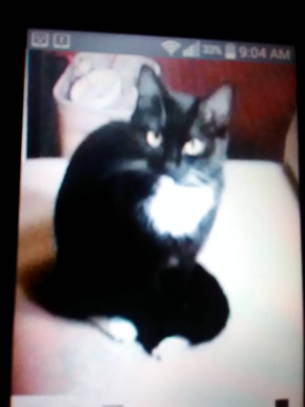 Image of Bootsy, Lost Cat