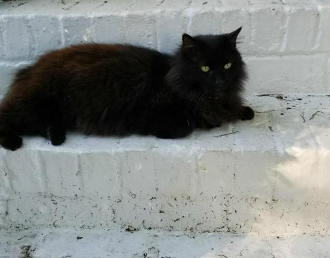 Image of Timber, Lost Cat