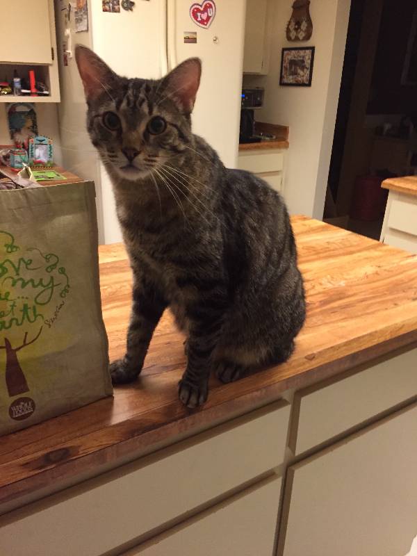 Image of Charley, Lost Cat