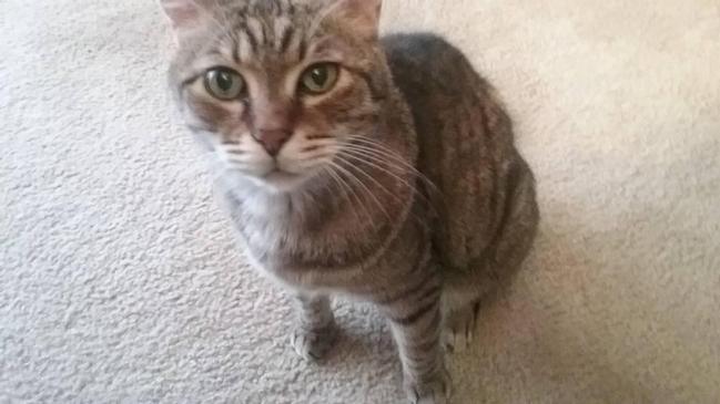 Image of Tany, Lost Cat