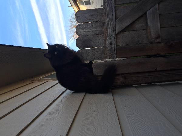 Image of Monte, Lost Cat