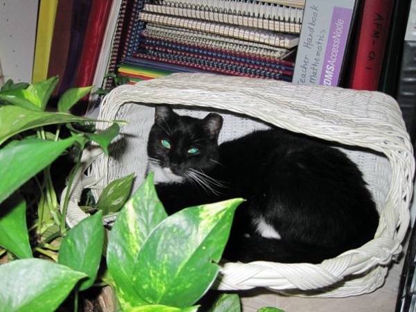 Image of Pookie, Lost Cat