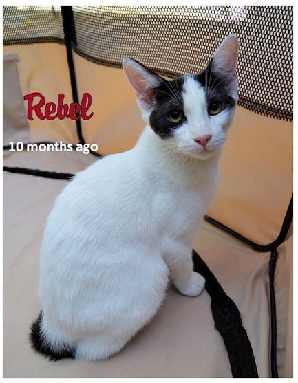 Image of Rebel, Lost Cat