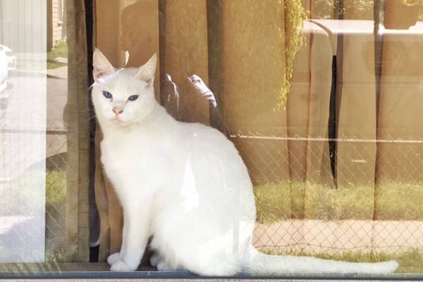 Image of Snow White, Lost Cat