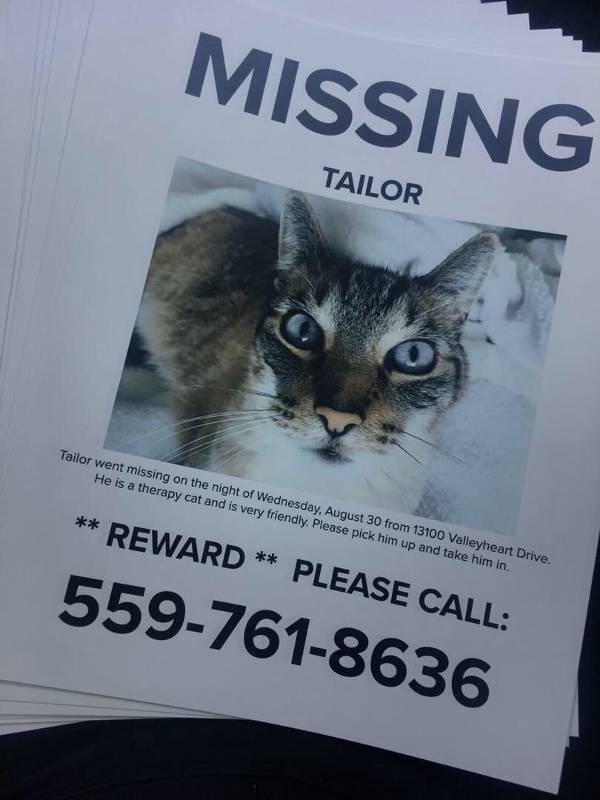 Image of Tailor, Lost Cat