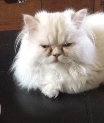 Image of Sir Louie, Lost Cat