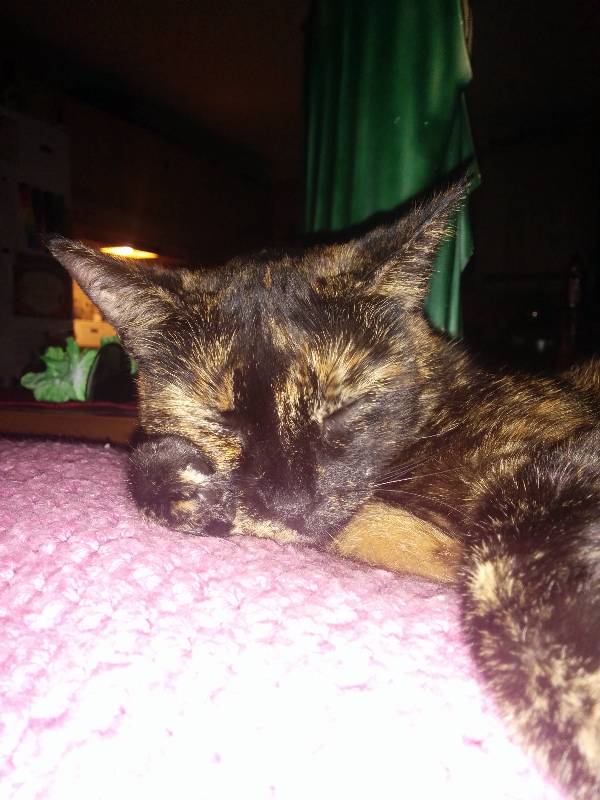 Image of Monalisa, Lost Cat