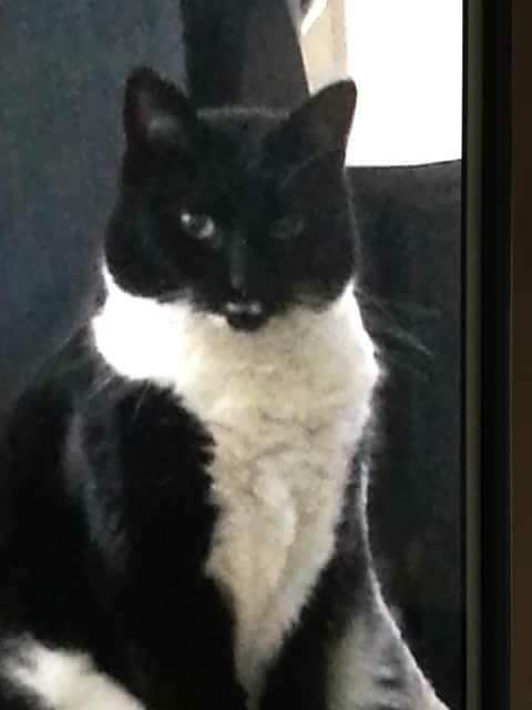 Image of Snookie, Lost Cat