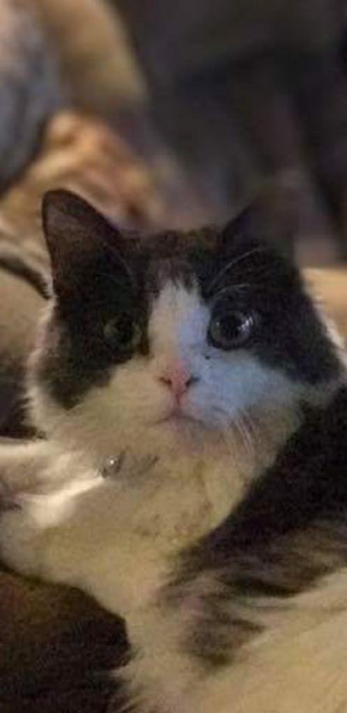 Image of LINK, Lost Cat