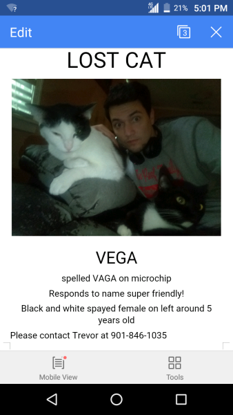 Image of Vega...vaga on microchip, Lost Cat