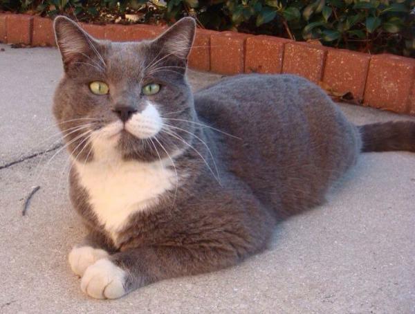 Image of Mr. Whiskers, Lost Cat