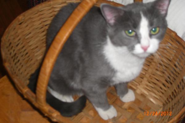 Image of Rya {righ-a}, Lost Cat