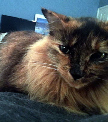 Image of Tasha, Lost Cat