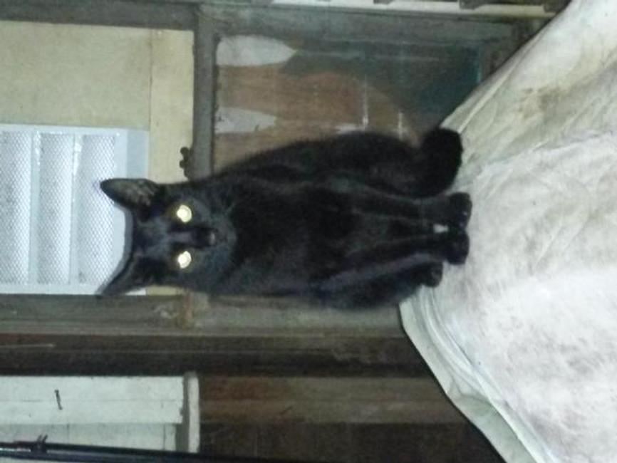 Image of Negrito, Lost Cat