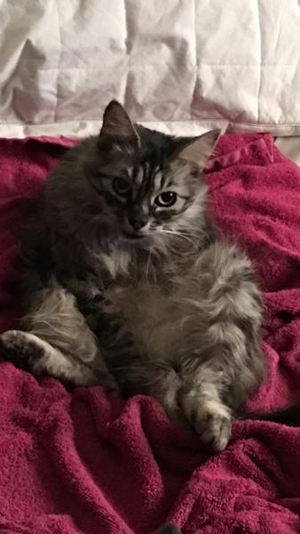 Image of Shyla, Lost Cat