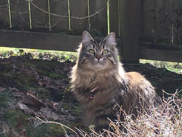 Image of Mimosa, Lost Cat