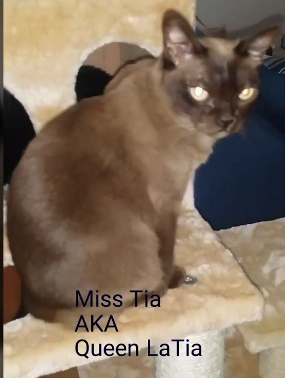 Image of Tia, Lost Cat