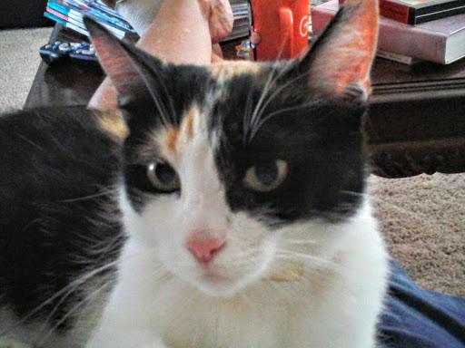 Image of Patches, Lost Cat