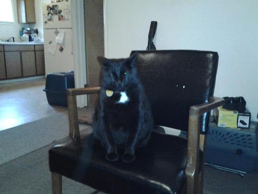 Image of Edward, Lost Cat