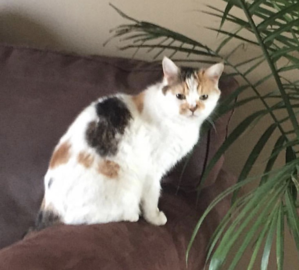 Image of Kitty or Maddy, Lost Cat