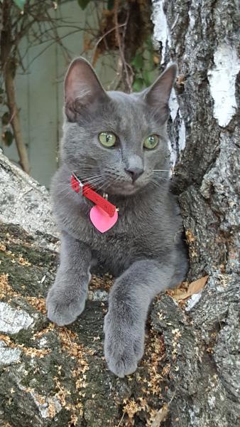 Image of Masya, Lost Cat
