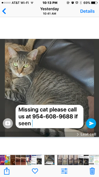 Image of NIKE, Lost Cat