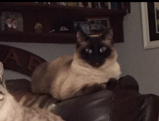 Image of Desmond, Lost Cat
