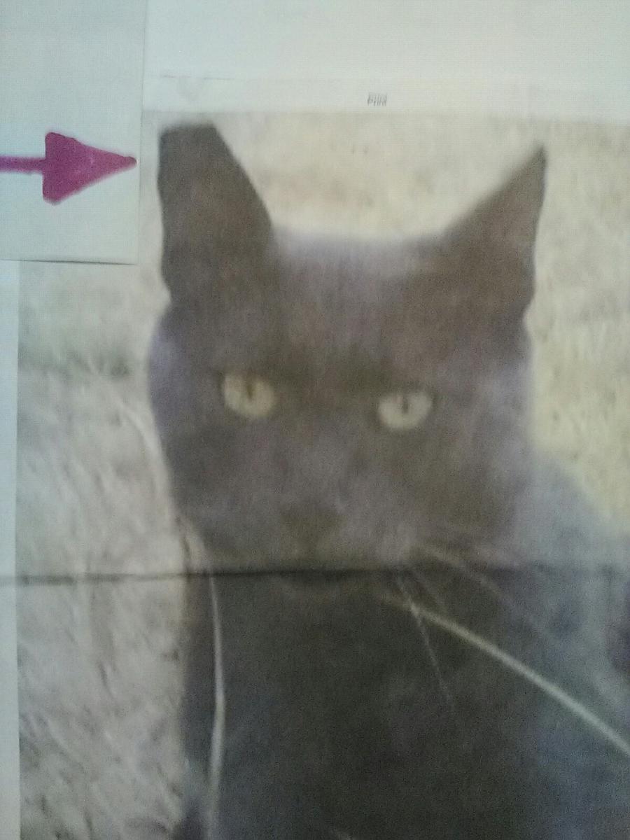 Image of Smokey-Good Boy, Lost Cat