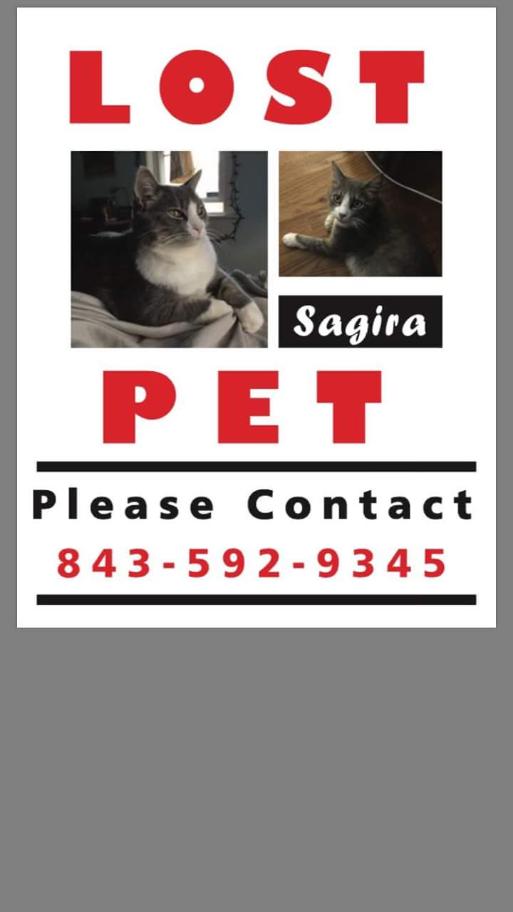 Image of Sagira, Lost Cat