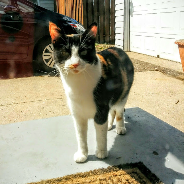 Image of Fatty, Lost Cat