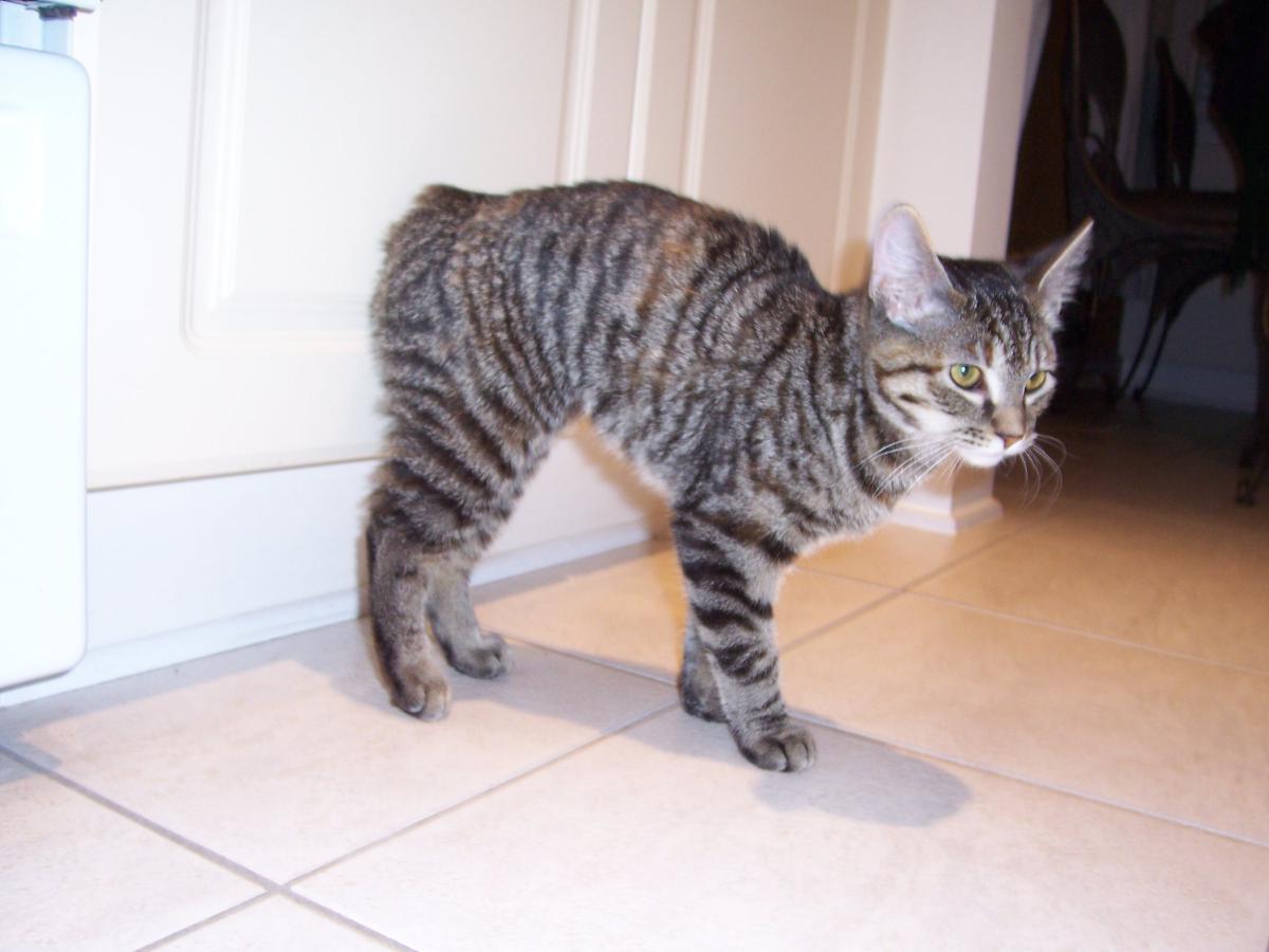 Image of Smoosh, Lost Cat