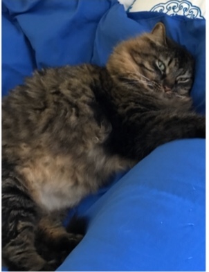 Image of Tigy, Lost Cat