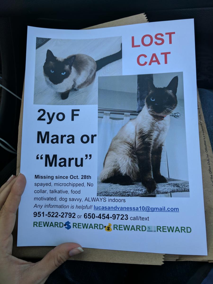 Image of Mara or Maru, Lost Cat