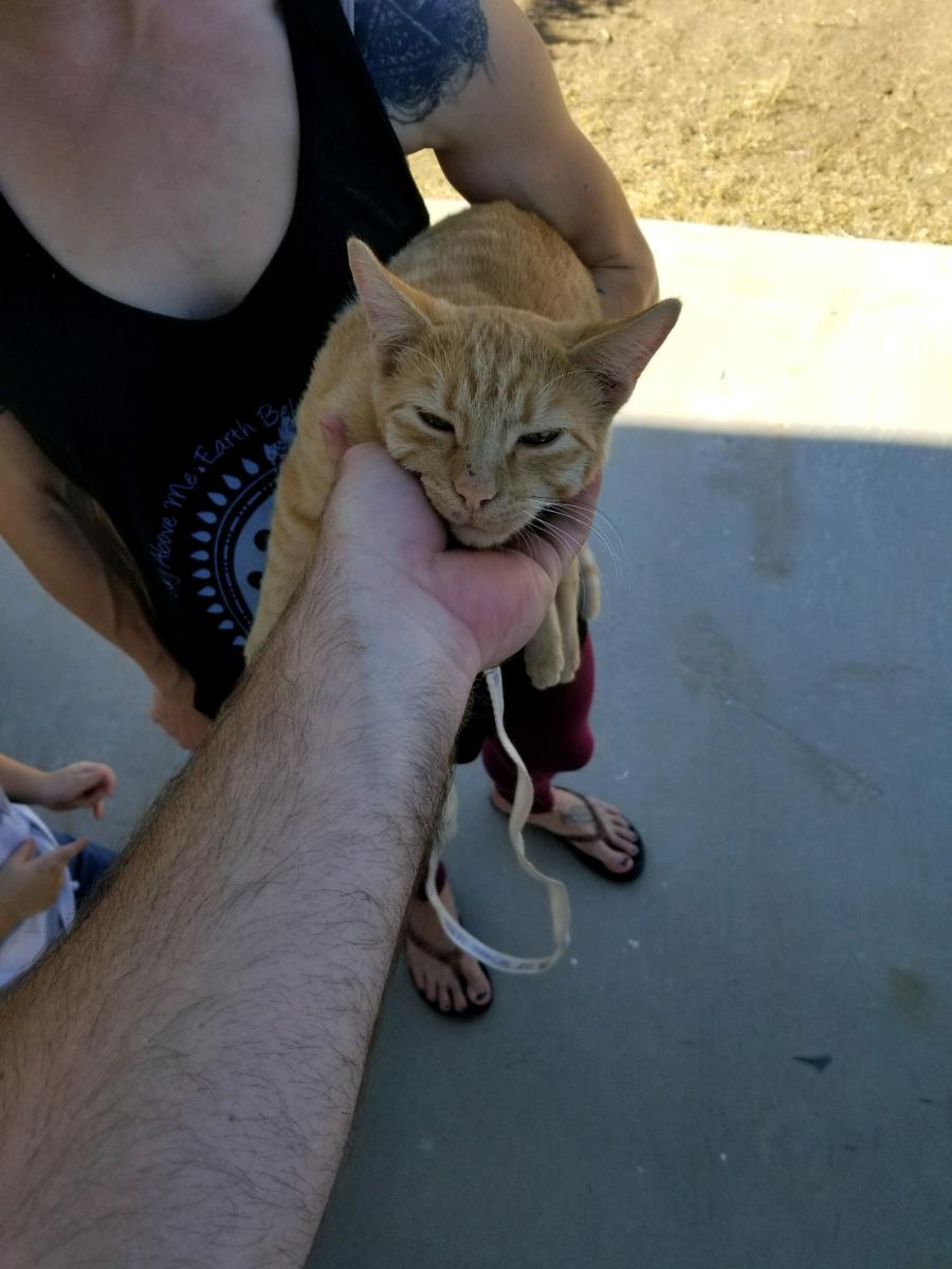 Image of UNKNOWN, Found Cat