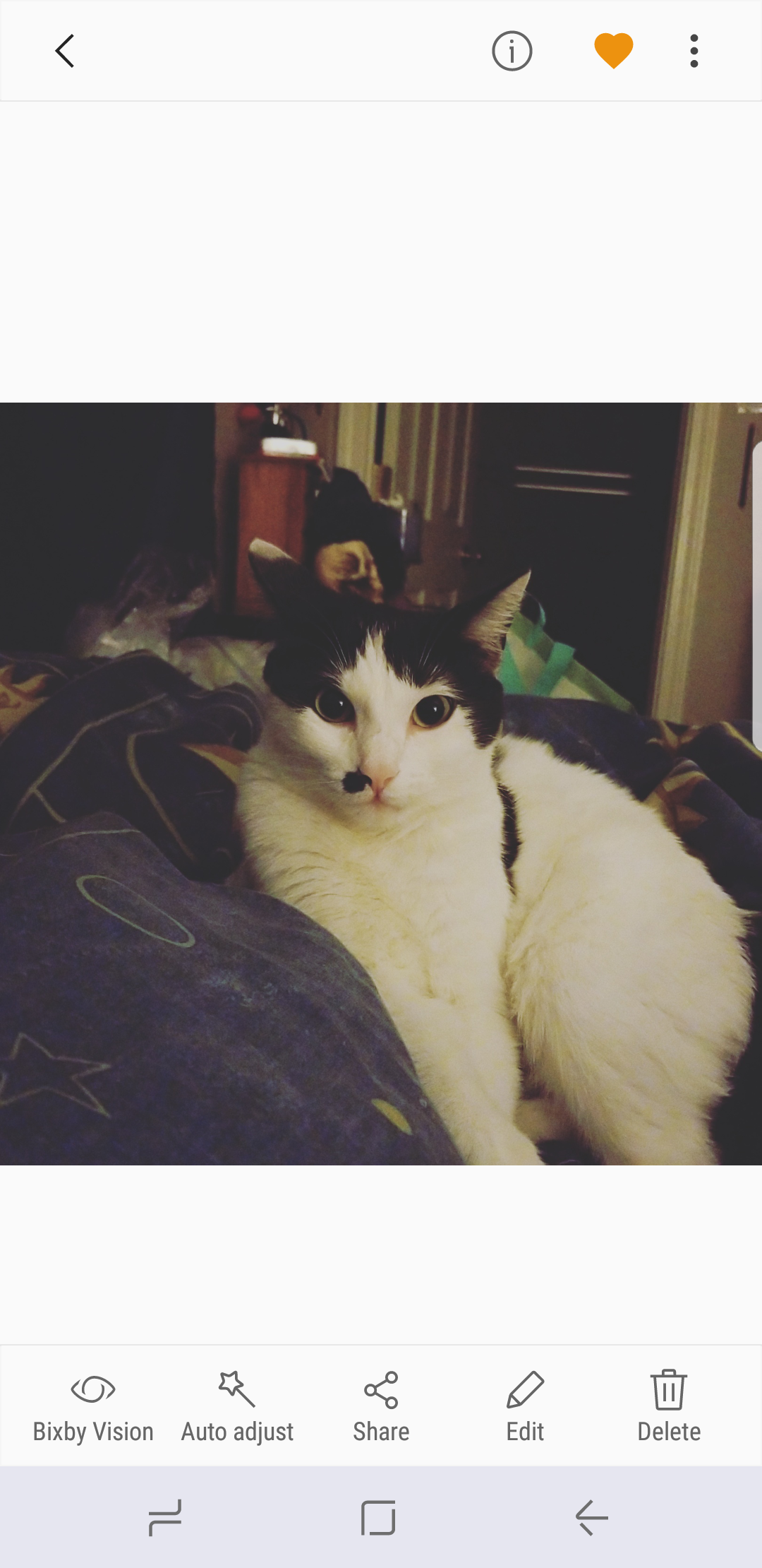 Image of Florence (Fee fee), Lost Cat