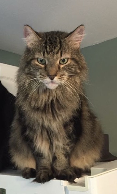 Image of Fluffer, Lost Cat