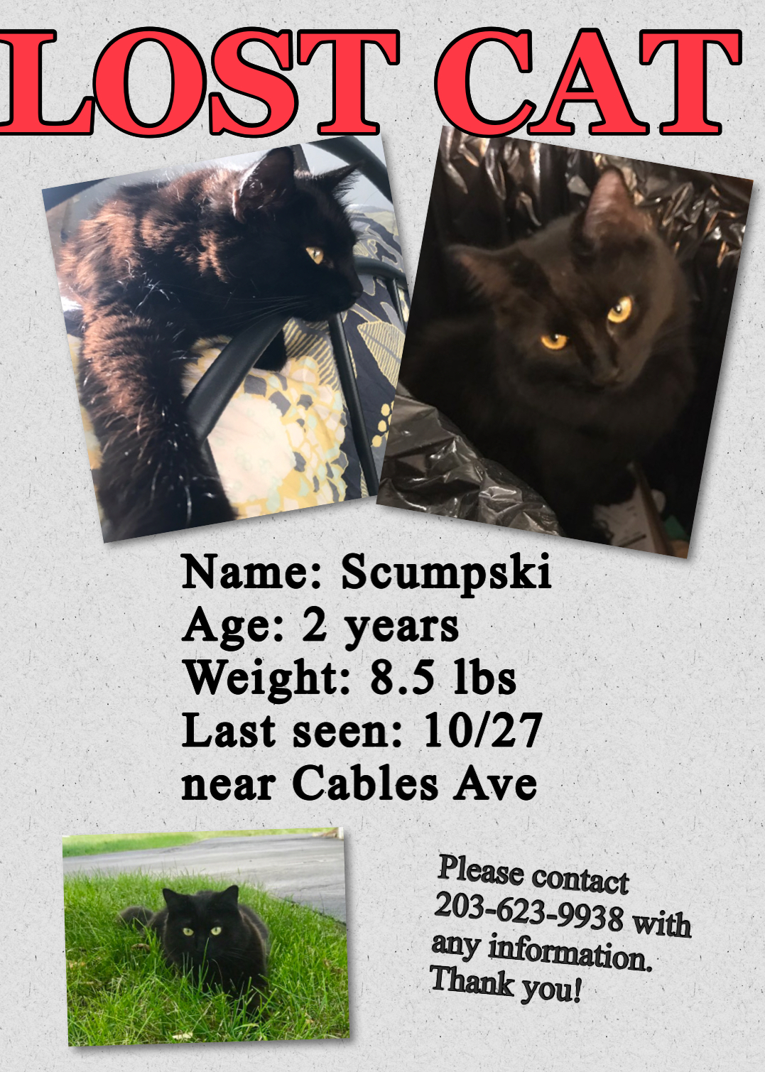Image of Scrumpski, Lost Cat