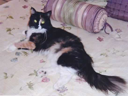Image of Missy, Lost Cat