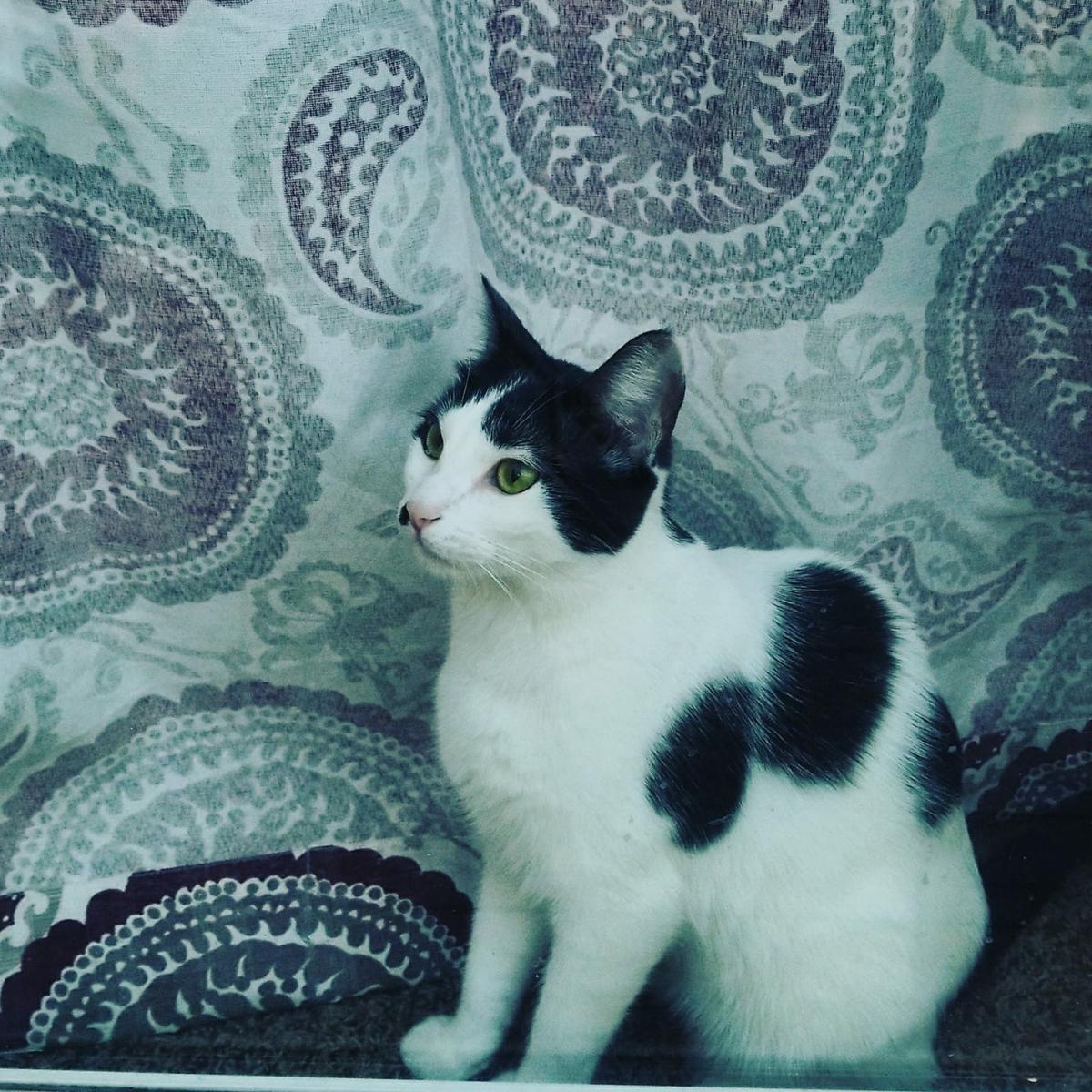 Image of Florence, Lost Cat