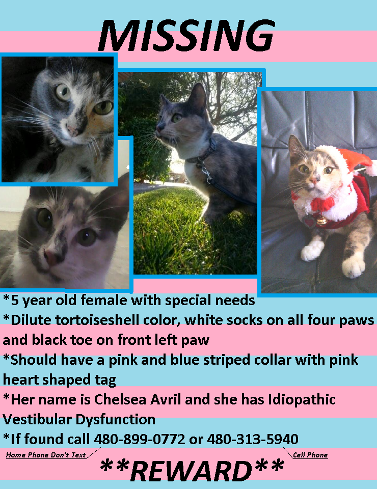 Image of Chelsea Avril, Lost Cat