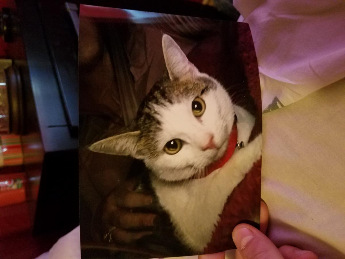 Image of Franco, Lost Cat