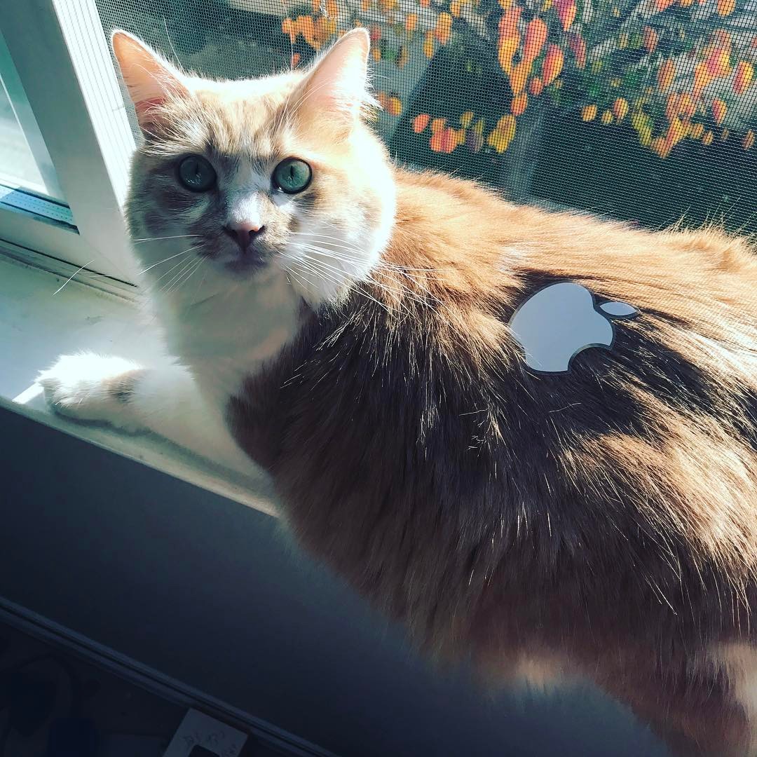 Image of Seymour, Lost Cat