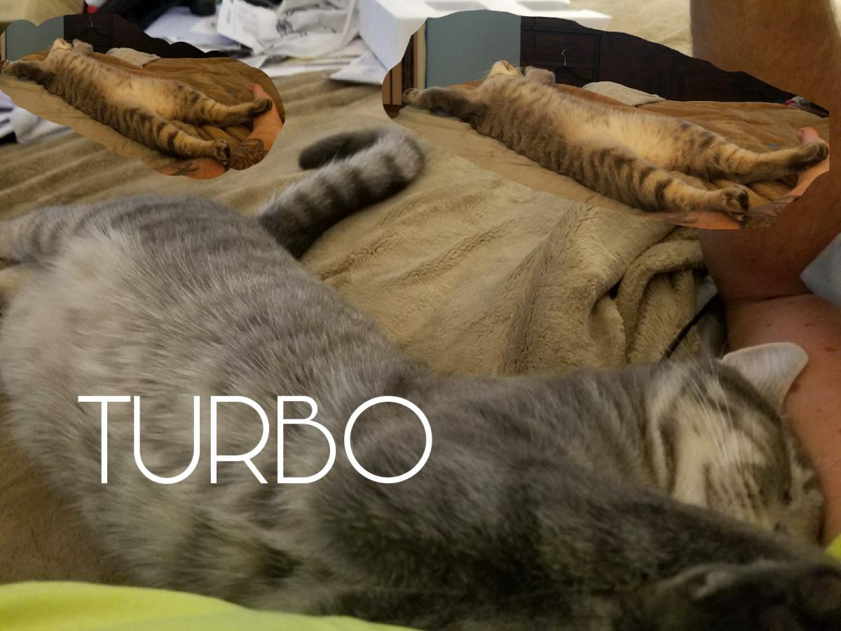 Image of TURBO, Lost Cat